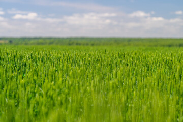 A Lush Green Field Spreads Under A Bright Blue Sky, Creating A Breathtaking Scene