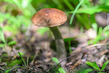 A solitary mushroom stands out in a lush green environment, surrounded by natures beauty