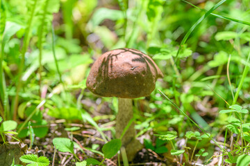 A Wild Mushroom Has Been Found Nestled Amidst the Lush Greenery in Natures Splendor and Beauty