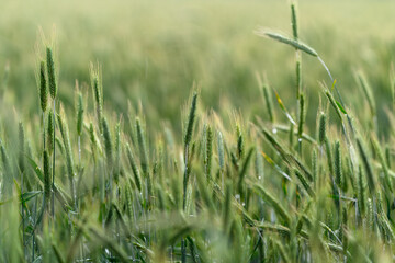 Obraz premium A Beautiful, Lush Green Wheat Field Awash in the Soft and Gentle Morning Light of Dawn
