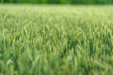 A Lush Green Wheat Field Bathed in Beautiful Natural Light, Perfect for Scenic Views
