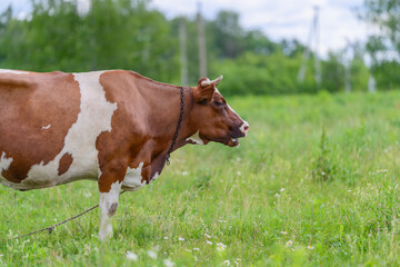A Brown and White Cow Grazing Calmly in a Beautiful Green Field Under the Clear Sky