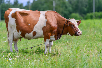 A beautiful pastoral scene featuring a grazing cow calmly situated in a lush green field