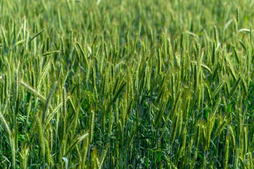 A Beautiful and Lush Green Wheat Field Flourishing Vibrantly in a Bright and Sunny Atmosphere