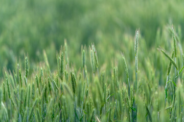 A Vast and Lush Green Wheat Field in the Early Stage of Growth During Springtime