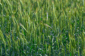 The Lush Green Wheat Field is Fully Prepared and Ready for Harvesting Under Bright Sunlight