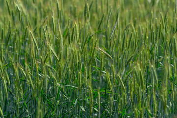 A Vibrant Green Wheat Field Bursting with Life in Its Early Growth Stage is Truly Beautiful