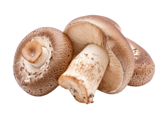 Fresh brown champignon mushrooms isolated