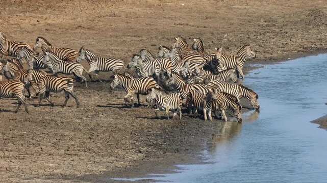 A herd of alert plains zebras and blue wildebeest drinking at a river, Kruger National Park, South Africa