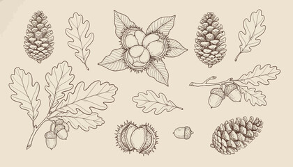 Collection of Autumnal Oak Leaves, Acorns, and Pine Cones, Hand-Drawn Botanical Illustrations © dale