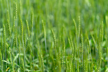 A Beautiful, Lush Green Grass Field Bathed in the Warm Embrace of Natural Sunshine