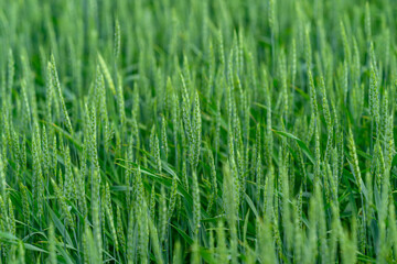 A Stunning Lush Green Wheat Field Flourishing Under a Clear and Bright Blue Sky Above