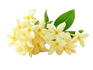 Cream jasmine flowers with green leaves isolated