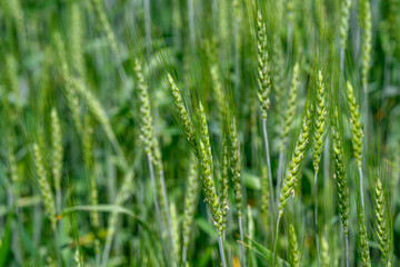 A Vibrant Green Wheat Field That Is Fully Ready for Harvesting and Gathering Crops