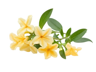 Yellow jasmine flowers with green leaves