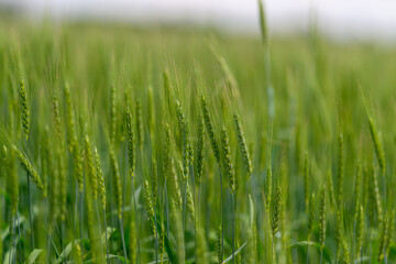 A Lush Green Wheat Field is flourishing beautifully during its Early Growth Stage