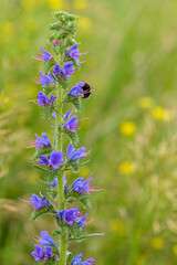 A Beautiful Purple Flower with an Insect resting gently on a lush Green Background
