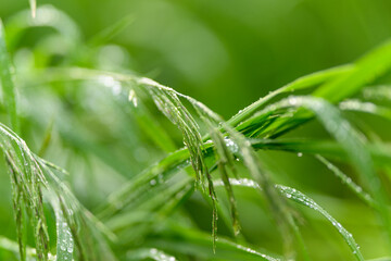 A CloseUp View of Beautiful, Lush Green Grass with Tiny Dew Drops Sparkling on Its Surface