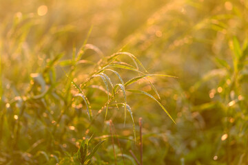 The Golden Sunlit Grass with Dewdrops shining beautifully in the Morning Light of dawn