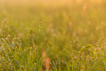 A Serene Morning Where the Grass Glows Beautifully in the Peaceful Embrace of Nature