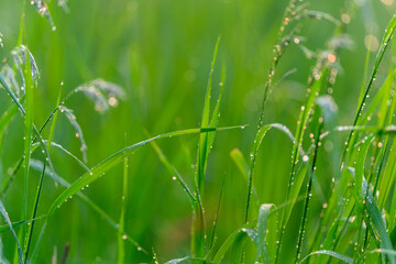 Morning Dew Glistening on Lush, Vibrant Green Grass in the Early Hours of Daylight