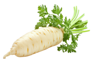 Fresh White Root Parsnip with Green Leaves Isolated
