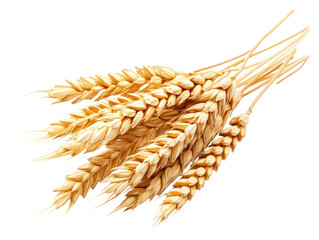 Golden wheat ears isolated