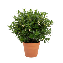 Fototapeta premium A compact green shrub with tiny white flowers in a terracotta pot isolated on transparent