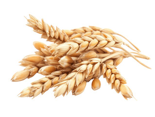Ripe wheat ears isolated on transparent background