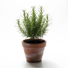 Fototapeta premium Small potted evergreen plant in terracotta pot
