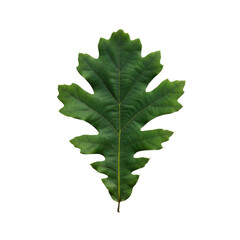Fototapeta premium A single vibrant green oak leaf with deeply lobed edges isolated on a dark background