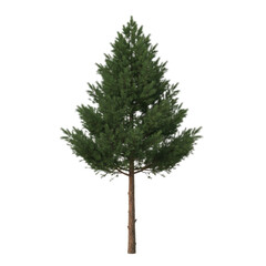 A solitary pine tree, its branches laden with a dusting of snow, isolated on transparent background