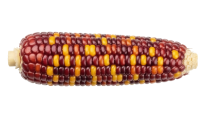 Ornamental corn cob isolated PNG, colorful Indian maize with red and yellow kernels on transparent background, decorative autumn harvest