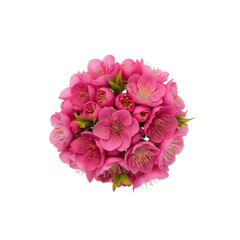 A vibrant cluster of delicate pink blossoms with subtle green foliage on a deep transparent background