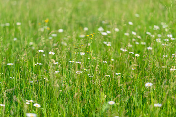 A Vibrant Green Meadow Filled with Colorful Wildflowers and Abundant Life in Bloom