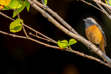 Fototapeta premium 枝にとまるジョウビタキのオス