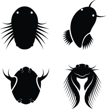 Four silhouettes of freshwater crustacean branchiopods, known as brine shrimp, tadpole shrimp, water flea, and clam shrimp, scientific illustration.