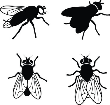 Four distinct black and white vector silhouettes of various flying insects, including houseflies and botflies, viewed from different angles.