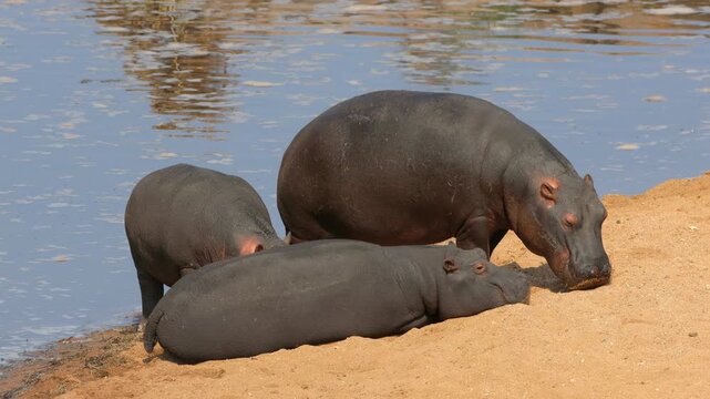 A group of hippos (Hippopotamus amphibius) resting on land, Kruger National Park, South Africa