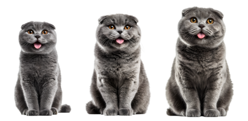 Three adorable grey scottish fold cats with large eyes sitting and sticking out tongues on transparent background isolated cute feline pets