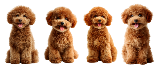 Four adorable toy poodle dogs sitting and looking at camera with happy expressions on transparent background isolated cutout
