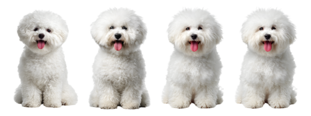 Four adorable bichon frise dogs sitting on transparent background showcasing their fluffy white fur and playful expressions perfect for pet-related designs and holiday themes
