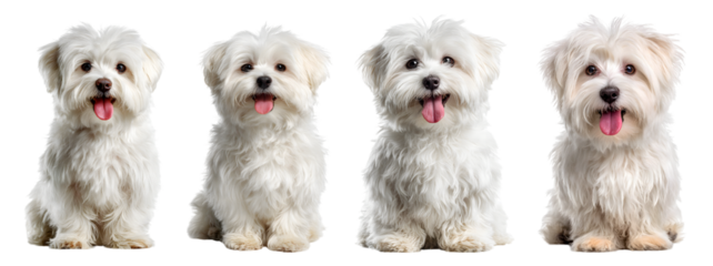 Four charming maltese dogs sitting on transparent background with their distinctive white coats and curious gazes ideal for pet product advertisements and family-friendly visuals