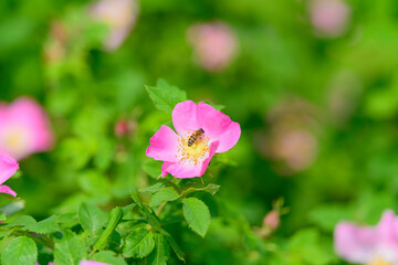 A Beautiful Pink Wildflower in Full Bloom, Showcasing Natural Beauty and Vibrant Colors