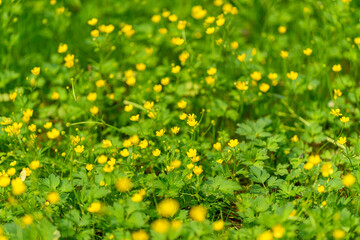 The Bright and Beautiful Vibrant Yellow Wildflowers in a Serene Green Meadow Setting