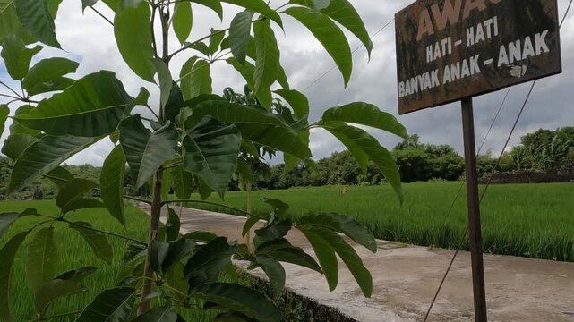 POV Motorcycle Riding: Java, Indonesia, South East Asia: Sunrise POV Motorcycle Ride in Agricultural Area