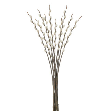 Delicate Pussy Willow Branches Adorned with Soft Fuzzy Buds Isolated on a Stark transparent background