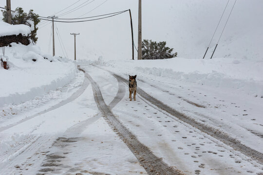 Perro en camino nevado, Huellas de botas y llantas de autos en la nieve, hielo, Invierno nevado, nieve blanca, entretenimiento, viaje, vacaciones y medio ambiente, nevando	