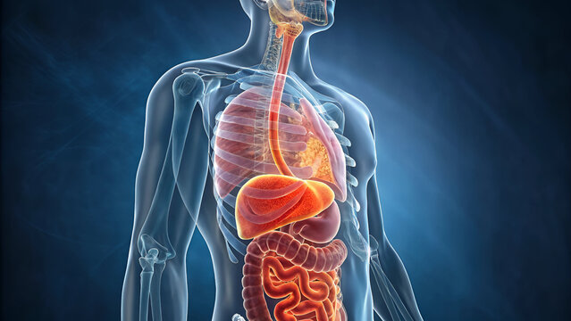 human digestive system anatomy