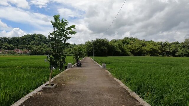 POV Motorcycle Riding: Java, Indonesia, South East Asia: POV Motorbike Riding on Village Road by Rice Fields